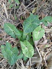 Syngonium podophyllum
