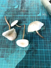 Strobilurus ohshimae