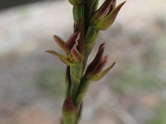 Prasophyllum fitzgeraldii