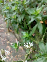 Callisia fragrans