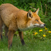 European Red Fox - Photo (c) karen Bullock, some rights reserved (CC BY-NC-ND)