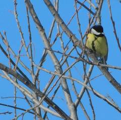 Parus major
