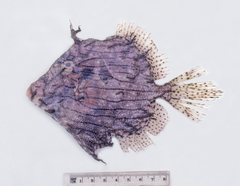 Chaetodermis penicilligerus