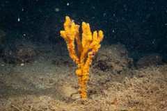 Phycopsis fusiformis