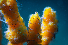 Phycopsis fusiformis