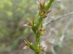 Prasophyllum occultans