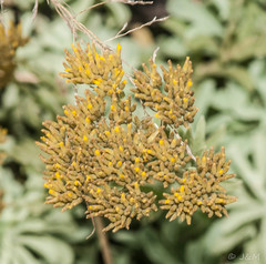 Helichrysum callicomum