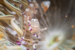 Ancylomenes speciosus