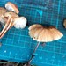 マダラホウライタケ