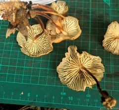 Marasmius maculosus