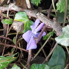Vinca minor