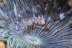 Ancylomenes speciosus