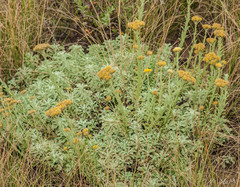 Helichrysum callicomum