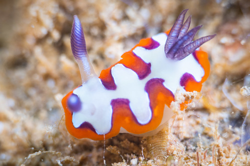 Faithful Sea Slug