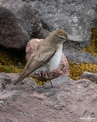 Muscisaxicola alpinus