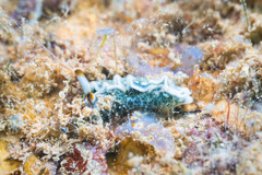 Thuridilla carlsoni