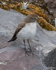 Muscisaxicola alpinus