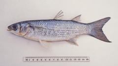 Gracilimugil argenteus