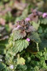 Lamium purpureum