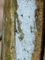 Lyomyces sambuci