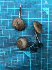 Cystoagaricus strobilomyces