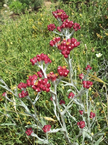 Helichrysum sanguineum (Helichrysum sanguineum)
