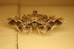 Merodictya marmorata