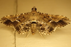Merodictya marmorata