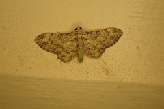 Chloroclystis mniochroa