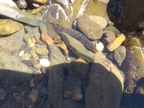 Barbelled klipfish (Cirrhibarbis capensis) — Clinidae