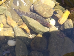 Cirrhibarbis capensis