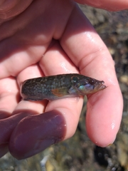 Cirrhibarbis capensis