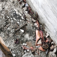 Asiomorpha coarctata