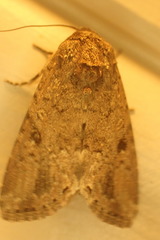 Spodoptera exempta