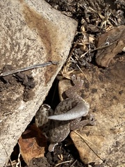 Pachydactylus punctatus