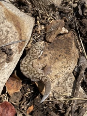 Pachydactylus punctatus