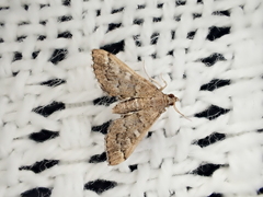 Nacoleia rhoeoalis