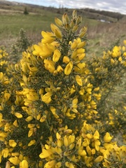 Ulex europaeus