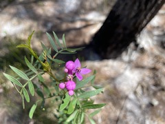 Boronia rivularis