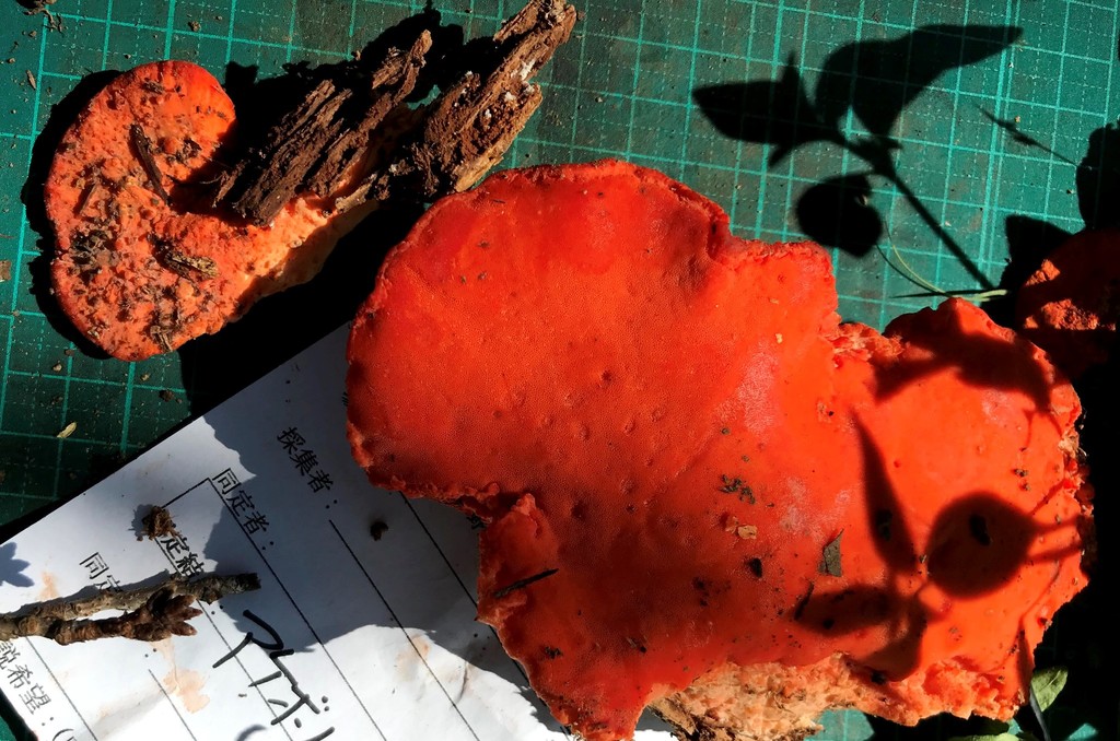Tyromyces incarnatus · August 2018 · photo: © atsushi_nakajima_cirque (iNaturalist, cc-by)