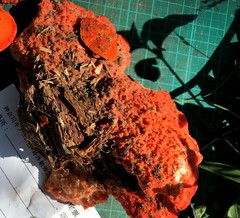 Tyromyces incarnatus