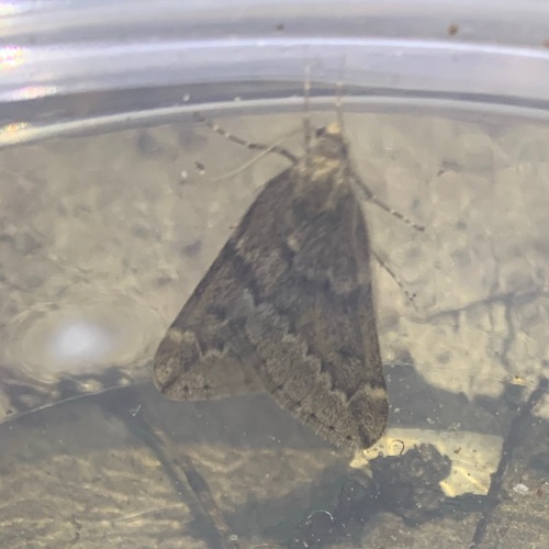 March Moth, Amsterdam Nieuw-West, Amsterdam, Nederland, photo 9 of 10