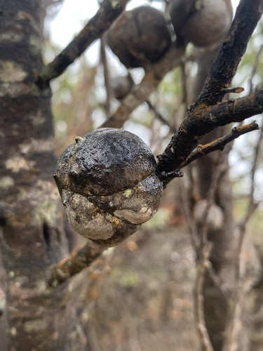 Illawarra cypress-pine (Callitris muelleri)