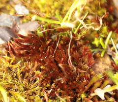 Imbribryum alpinum