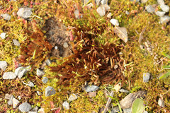 Imbribryum alpinum