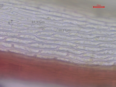 Imbribryum alpinum
