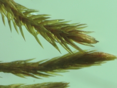 Imbribryum alpinum