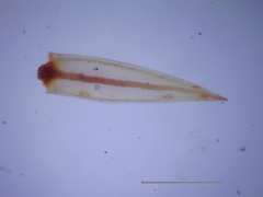 Imbribryum alpinum