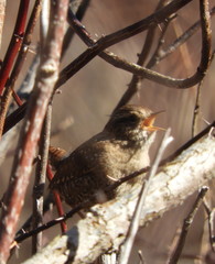 Troglodytes hiemalis