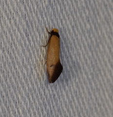 Edosa balanosema
